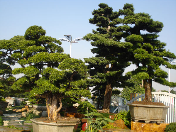 别墅花园植物配置三大误区及正确养护方案